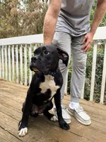 Diesel , a male Boxer for sale in Bremen, GA – Photo 4 of 8