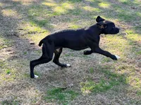 Diesel , a male Boxer for sale in Bremen, GA – Photo 5 of 10