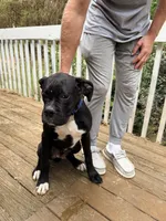 Diesel , a male Boxer for sale in Bremen, GA – Photo 6 of 8