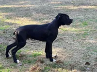 Diesel , a male Boxer for sale in Bremen, GA – Photo 1 of 10