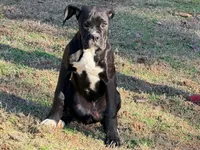 Diesel , a male Boxer for sale in Bremen, GA – Photo 8 of 10