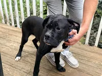 Diesel , a male Boxer for sale in Bremen, GA – Photo 3 of 8