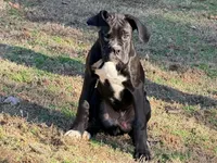 Diesel , a male Boxer for sale in Bremen, GA – Photo 9 of 10