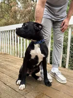 Diesel , a male Boxer for sale in Bremen, GA – Photo 8 of 8