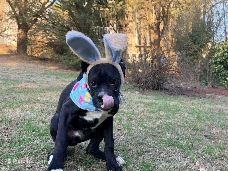 Diesel  – Boxer puppy for sale in Bremen, GA
