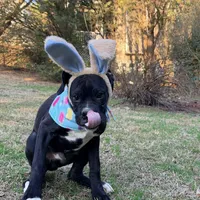 Diesel , a male Boxer for sale in Bremen, GA – Photo 1 of 8