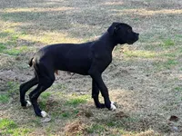Diesel , a male Boxer for sale in Bremen, GA – Photo 2 of 8