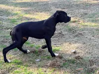 Diesel , a male Boxer for sale in Bremen, GA – Photo 2 of 10