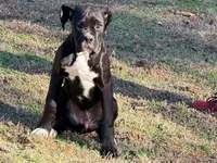 Diesel , a male Boxer for sale in Bremen, GA – Photo 6 of 10