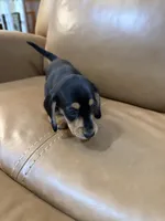 Coal, a male Miniature Dachshund for sale in Bremen, GA – 3 of 6