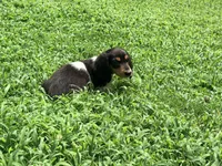 Orange, a male Miniature Dachshund for sale in Bremen, GA – 7 of 7