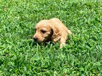 Casey, a male Miniature Dachshund for sale in Bremen, GA – 4 of 9