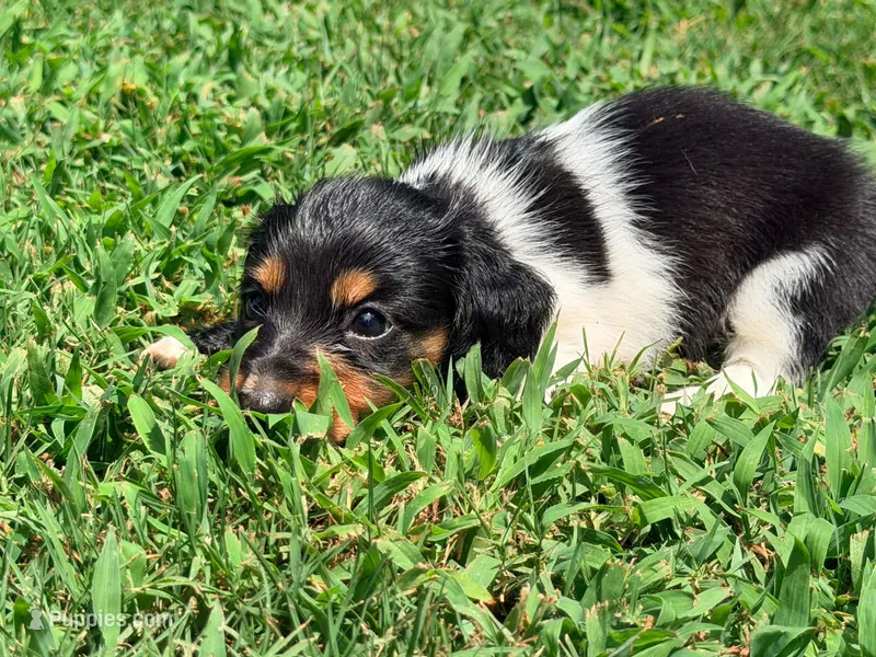 Red  – Miniature Dachshund puppy for sale in Bremen, GA