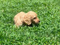 Casey, a male Miniature Dachshund for sale in Bremen, GA – 8 of 9
