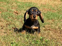 Diesel , a male Miniature Dachshund for sale in Bremen, GA – 5 of 10