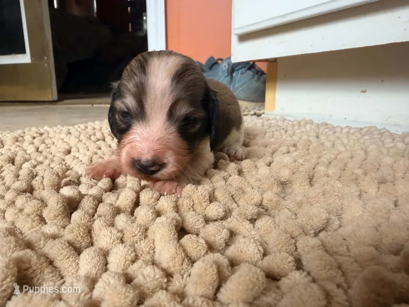Peanut – Miniature Dachshund puppy for sale in Bremen, GA
