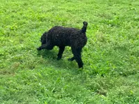 Giddy , a male Poodle - Miniature  for sale in Bremen, GA – 7 of 10
