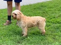 Peaches, a female Cavapoo for sale in Bremen, GA – 3 of 9