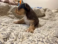 Sky, a male Yorkshire Terrier for sale in Bremen, GA – 6 of 7