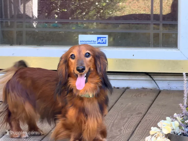 Red – Miniature Dachshund puppy for sale in Bremen, GA
