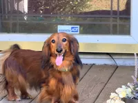 Red, a male Miniature Dachshund for sale in Bremen, GA – 2 of 9