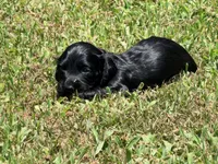 Monica, a female Miniature Dachshund for sale in Bremen, GA – 3 of 7