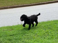 Giddy , a male Poodle - Miniature  for sale in Bremen, GA – 8 of 10