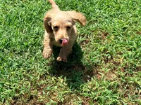 Bow, a male Miniature Dachshund for sale in Bremen, GA – 2 of 10