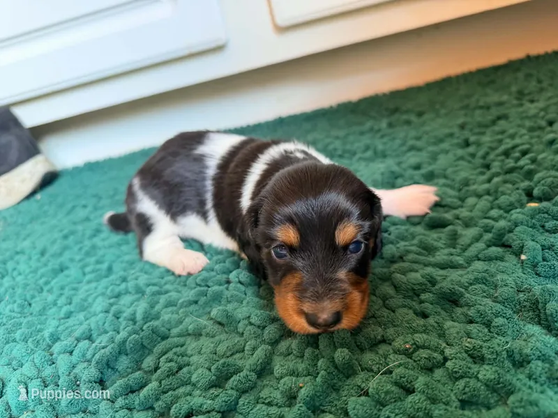 Orange – Miniature Dachshund puppy for sale in Bremen, GA