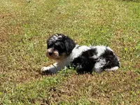 Loki, a male Miniature Schnauzer for sale in Bremen, GA – 8 of 10