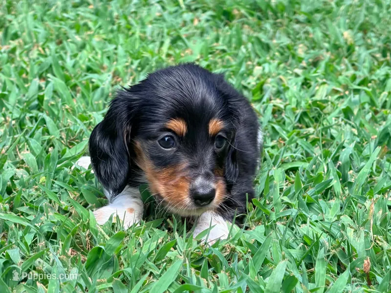 Orange – Miniature Dachshund puppy for sale in Bremen, GA