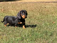 Diesel , a male Miniature Dachshund for sale in Bremen, GA – 10 of 10