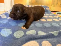 Hershey, a male Miniature Schnauzer for sale in Bremen, GA – 4 of 8