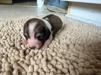 Peanut, a female Miniature Dachshund for sale in Bremen, GA – 2 of 6