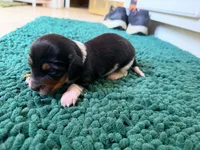 Green, a male Miniature Dachshund for sale in Bremen, GA – 4 of 10