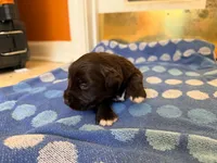 Hershey, a male Miniature Schnauzer for sale in Bremen, GA – 7 of 8