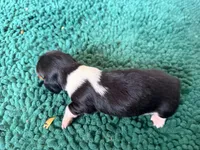 Red , a male Miniature Dachshund for sale in Bremen, GA – 1 of 7