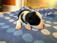 Cowboy, a male Miniature Schnauzer for sale in Bremen, GA – 6 of 8