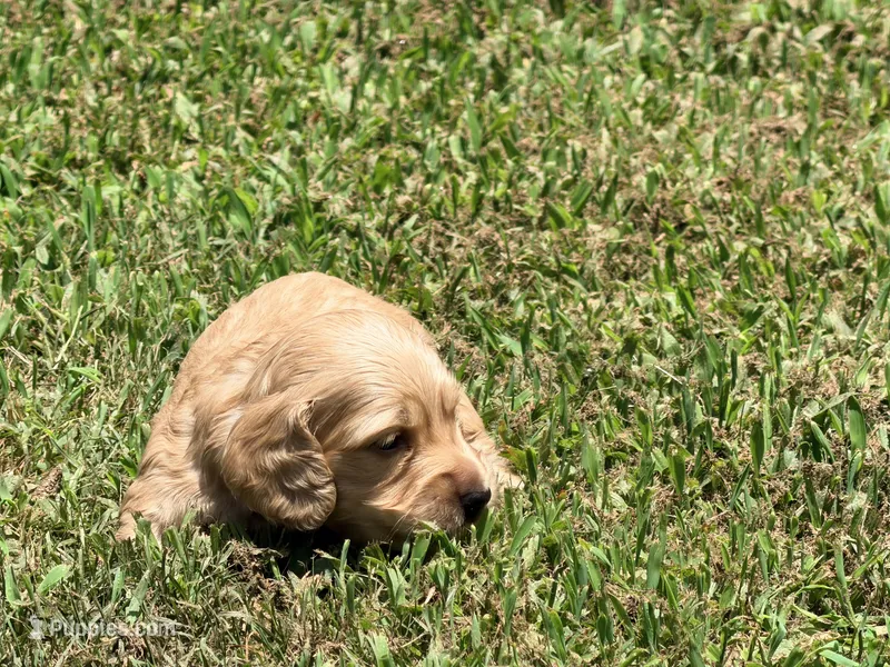 Diego – Miniature Dachshund puppy for sale in Bremen, GA