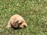 Diego, a male Miniature Dachshund for sale in Bremen, GA – 1 of 7
