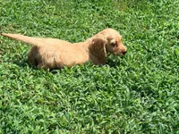 Bow, a male Miniature Dachshund for sale in Bremen, GA – 6 of 10