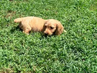 Bow, a male Miniature Dachshund for sale in Bremen, GA – 5 of 10