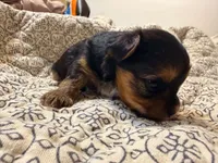 Lady, a female Yorkshire Terrier for sale in Bremen, GA – 7 of 8