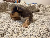 Sky, a male Yorkshire Terrier for sale in Bremen, GA – 3 of 7