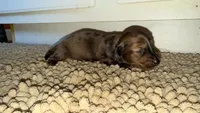 Blue, a male Miniature Dachshund for sale in Bremen, GA – 2 of 6