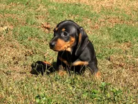 Diesel , a male Miniature Dachshund for sale in Bremen, GA – 9 of 10