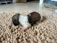 Peanut, a female Miniature Dachshund for sale in Bremen, GA – 6 of 6