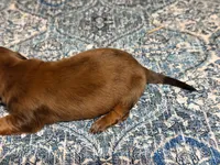 Red, a male Miniature Dachshund for sale in Bremen, GA – 7 of 9