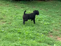Giddy , a male Poodle - Miniature  for sale in Bremen, GA – 2 of 10