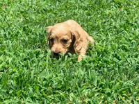 Casey, a male Miniature Dachshund for sale in Bremen, GA – 7 of 9